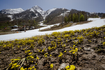 flowers in the mountains