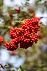 Vertical selective focus shot of Rosa mosqueta berries on blur background