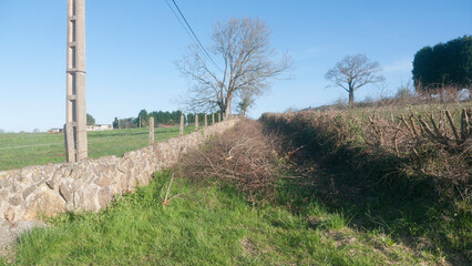 Camino rural bloqueado por ramas de poda