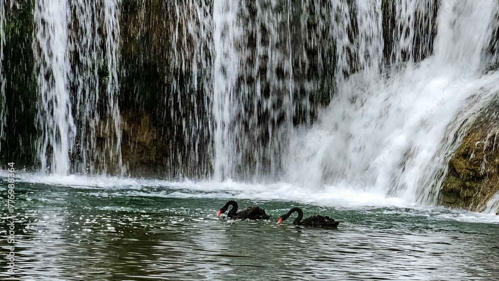 Poster Black swans swimming near Jiulong Waterfalls, China