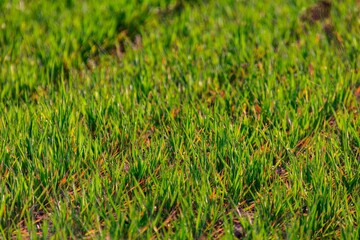 Closeup of fresh green lawn