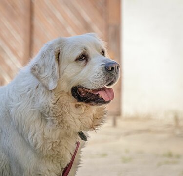 White Labrador dog with its tongue out