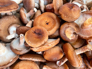 Background of many shitake mushrooms. Brown shitake in full frame. Fresh chestnut mushrooms at the market. Store background. Healthy food. Images of vegetable products.
