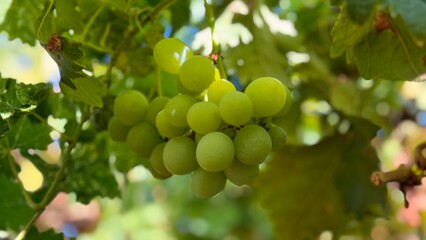 grapes on the vine