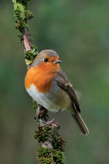 Closeup of robin redbreast perched on tree twig