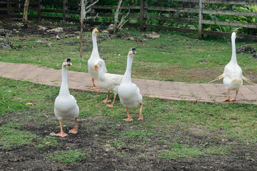 geese on the farm