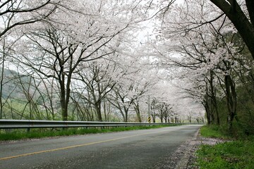 Fototapeta premium 시골벚꽃길