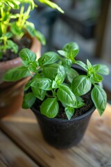 A vibrant green basil plant in a black pot, prominently growing amidst terracotta pots on a wooden surface