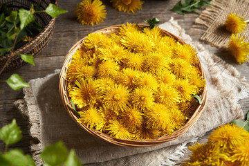 Fresh dandelion flowers in a basket - ingredient for herbal syrup