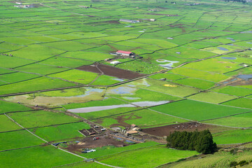 Cows graze in lush pastures on Terceira Island, Azores, enclosed by ancient black stone walls.