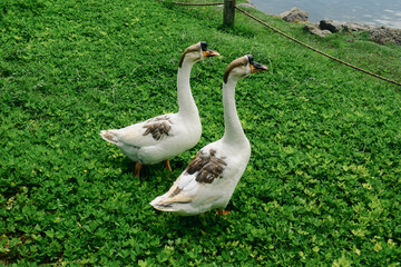 geese in the grass