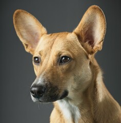 Portrait of a Caroline dog