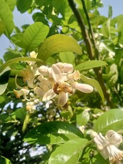 Honeybee collecting  food from flower. 