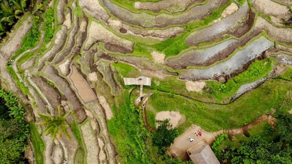 Scenic bird-eye view of Tegallalang Rice Terrace, Indonesia
