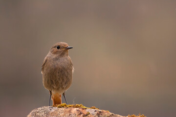 Female Common redstart in the forest.