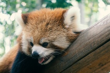 Selective focus closeup view of a red panda bear