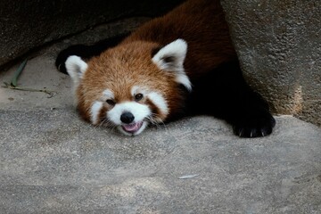 Closeup view of an adorable red panda bear