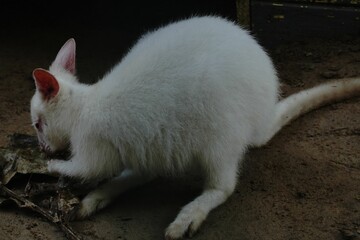 Closeup of a white Wallaby smelling fallen leaves on the ground