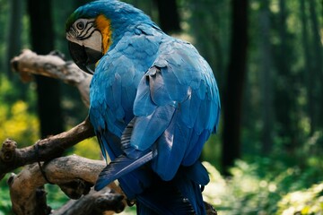 Selective focus closeup view of a tropical Macaw bird perched on a tree branch