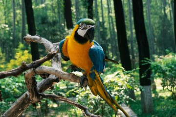 Selective focus closeup view of a tropical Macaw bird perched on a tree branch