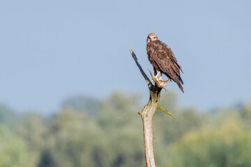 Falcon sitting on old trunk against blur background