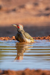 European green woodpecker taking a bath in a pond.