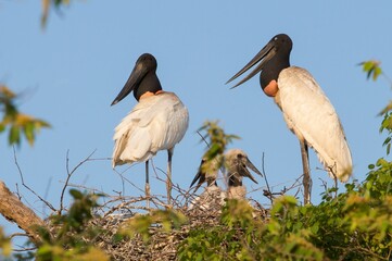 Jabiru family with two puppies at the entrance to the city of Corumba Mato Grosso do Sul
