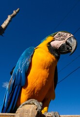 Vertical closeup shot of a blue-throated macaw against a clear blue sky.