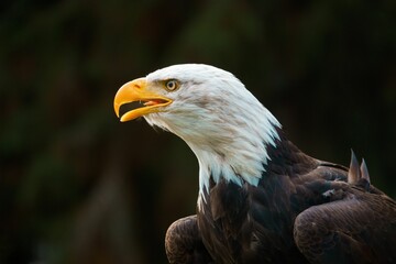 Shallow focus shot of a Bald eagle
