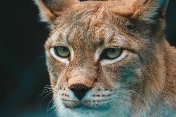 Closeup shot on a lynx face against blur background