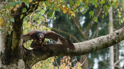 Closeup of Harris's hawk perched on a tree branch of a forest