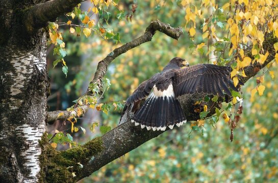 Falcon just landed on a tree and still opening its wings against blur background
