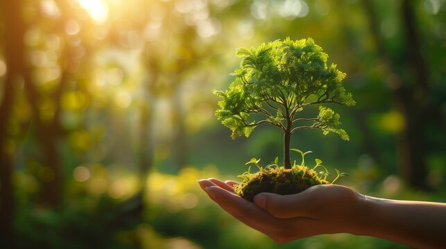 Ecology banner concept. Human hands are holding a small tree. Horizontal green photo ecology concept.