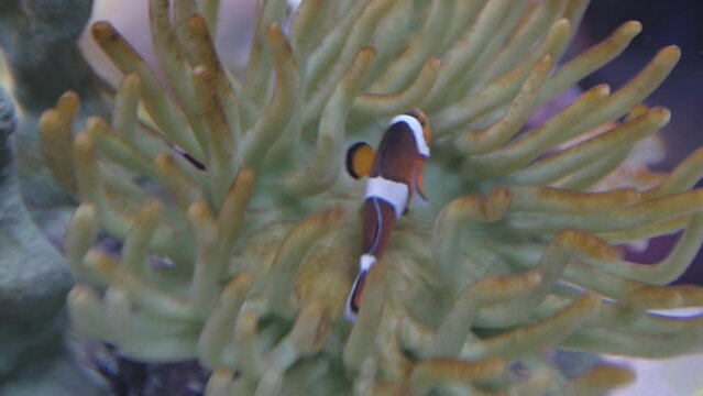 Beautiful clownfish (Amphiprioninae) swimming in the blue waters of an aquarium