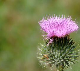 Thistle flower with pink purple flower on a blurred background