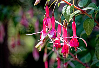 Hardy pink trumpet-shaped, pink fuchsia flowers