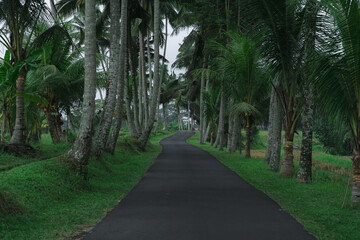 Peacefully View of the Road Surround by Coconut Trees with Green Grass in the middle of the Village in Bali, Indonesia