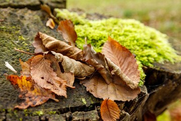 Closeup of a tree trunk with moss autumn leaves around with blurred background - obrazy, fototapety, plakaty