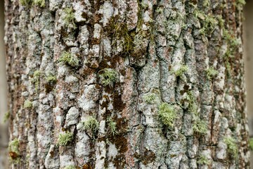 Closeup of a tree trunk with moss, blurred background