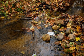 Closeup of autumn leaves in a puddle in the forest