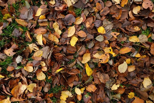 Colorful and withered autumn leaves fallen on the ground