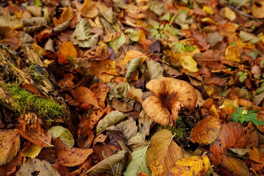 Closeup of autumn leaves on the ground with a Marasmius mushroom with blurred background