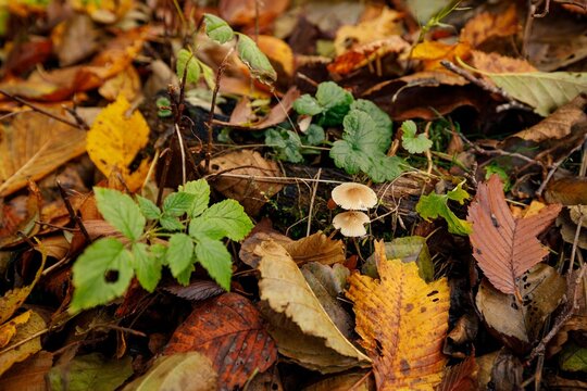 Closeup of autumn leaves on the ground with a Marasmius mushroom with blurred background