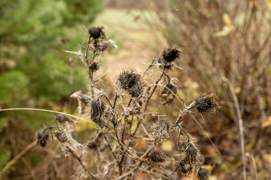 Closeup of a yellow parched plant with autumn grass blurred background
