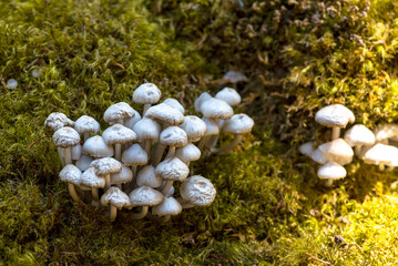 Closeup of wild mushrooms with small white caps grown on a mossy surface