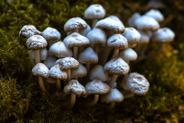 Closeup of wild mushrooms with small white caps grown on a mossy surface - Powered by Adobe