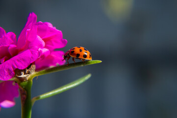 Uma flor cor-de-rosa, com uma joaninha passeando sobre uma folha, com fundo desfocado.