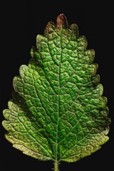 Closeup of a green leaf starting to decay on the black background