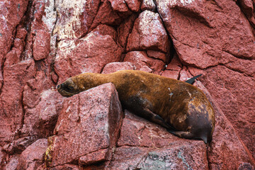 sea lion on red rocks
