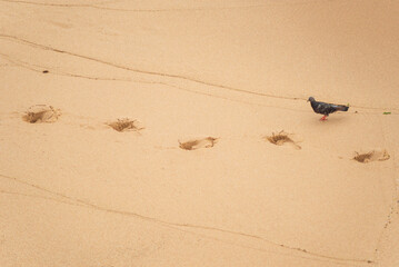 Black pigeon in the sand with footprints on the Rio Vermelho beach in Salvador, Bahia, Brazil